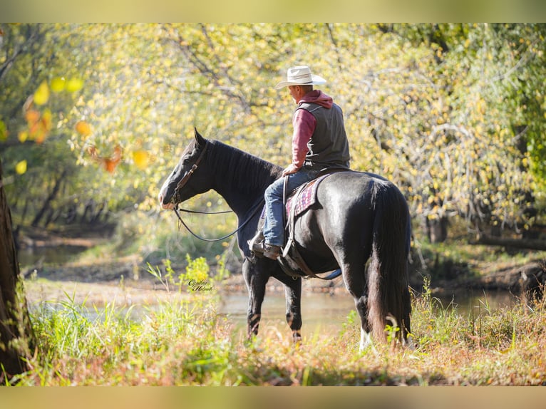 Draft Horse Mix Castrone 6 Anni 168 cm Morello in Fairbank