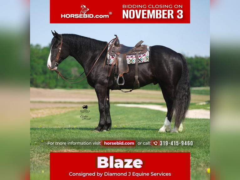 Draft Horse Mix Castrone 6 Anni 168 cm Morello in Fairbank