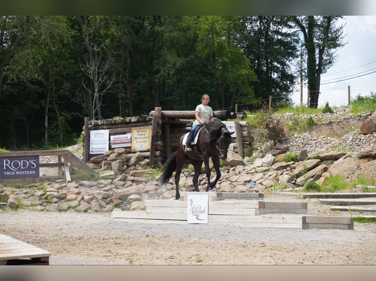 Draft Horse Castrone 6 Anni 168 cm in Fresno, OH