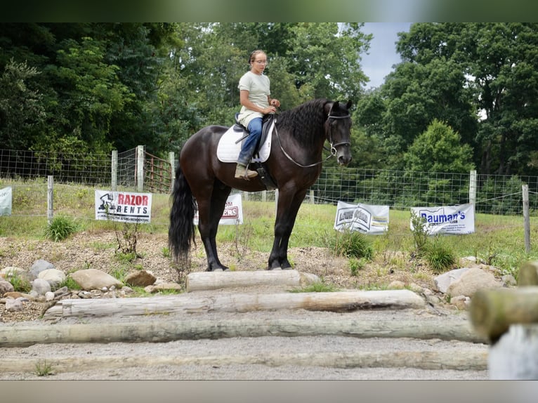 Draft Horse Castrone 6 Anni 168 cm in Fresno, OH
