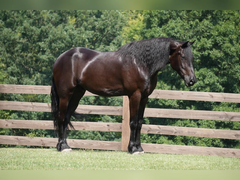 Draft Horse Castrone 6 Anni 168 cm in Fresno, OH