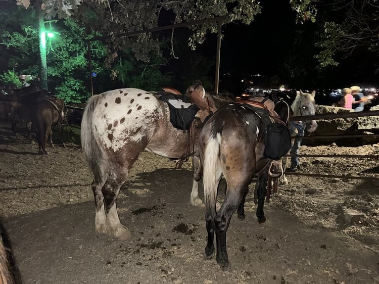 Draft Horse Mix Castrone 6 Anni 168 cm in Hastings