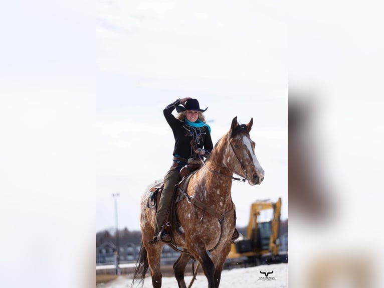 Draft Horse Mix Castrone 6 Anni 168 cm in Hastings