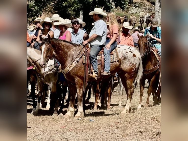 Draft Horse Mix Castrone 6 Anni 168 cm in Hastings