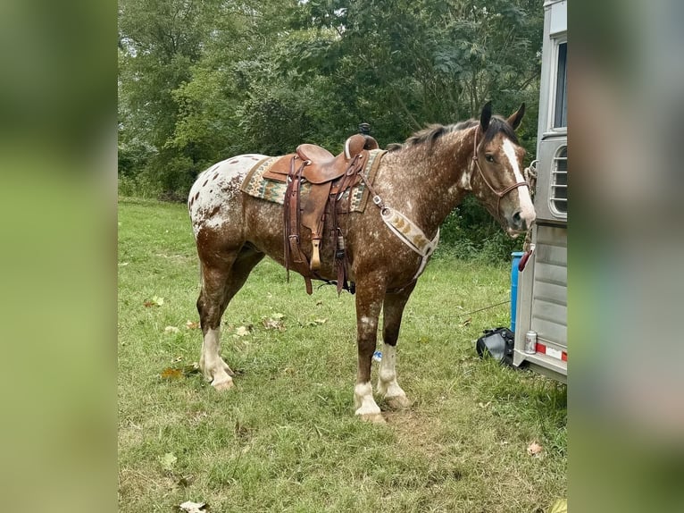 Draft Horse Mix Castrone 6 Anni 168 cm in Hastings