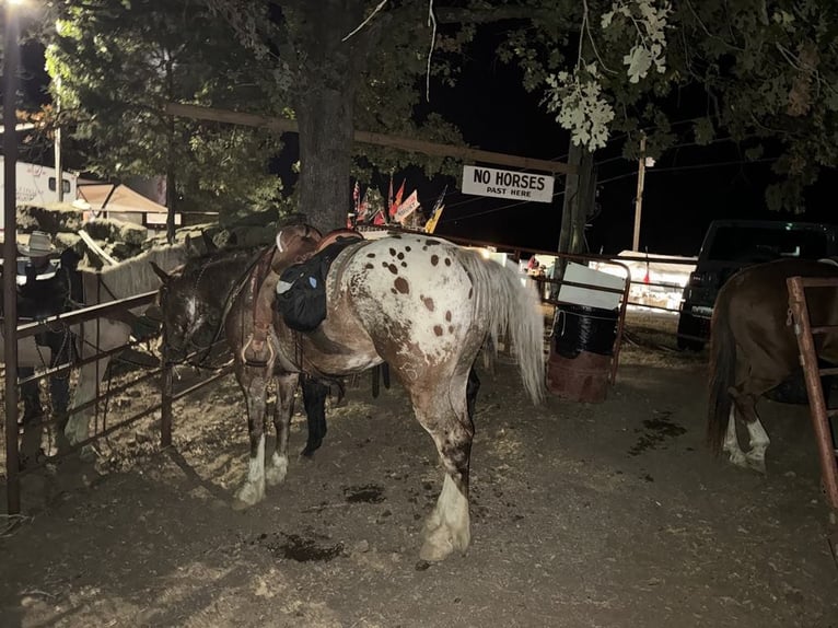 Draft Horse Mix Castrone 6 Anni 168 cm in Hastings