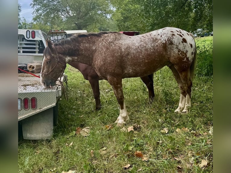 Draft Horse Mix Castrone 6 Anni 168 cm in Hastings