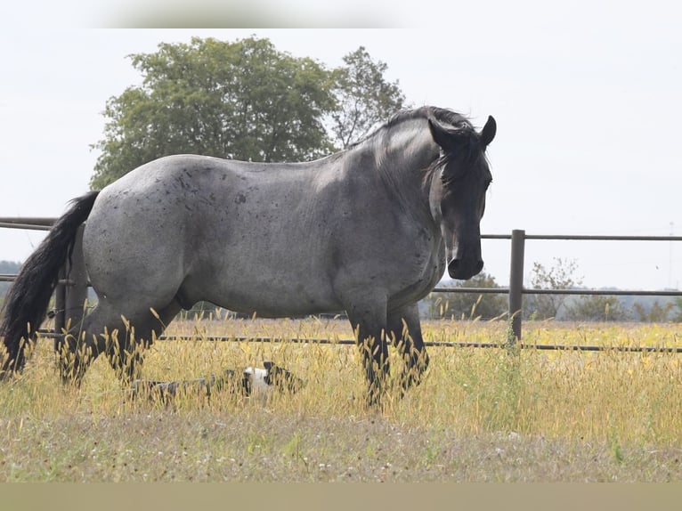 Draft Horse Mix Castrone 6 Anni 168 cm Roano blu in Holmen Draft Horse Mix Castrone 6 Anni 168 cm Roano blu in Holmen