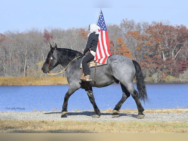 Draft Horse Mix Castrone 6 Anni 168 cm Roano blu in Oelwein, IA