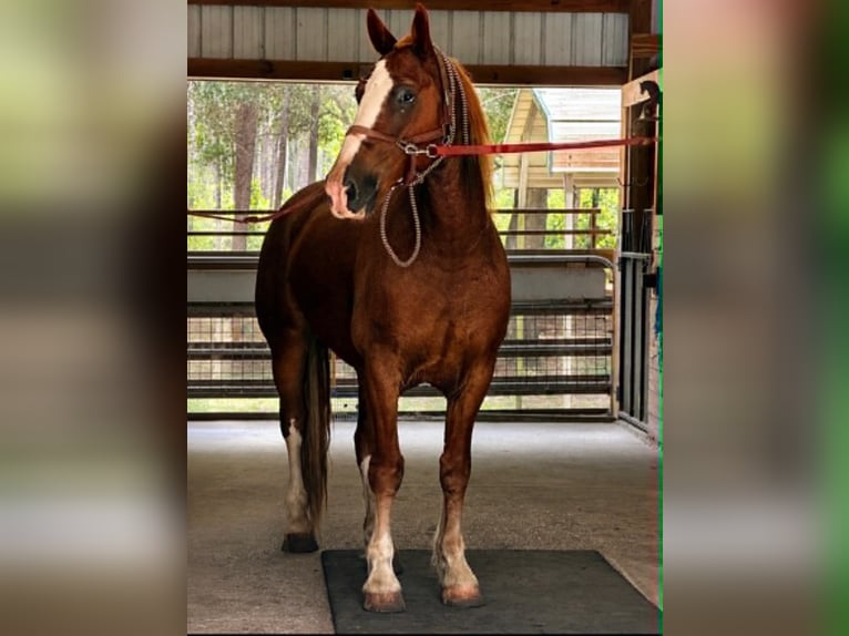 Draft Horse Castrone 6 Anni 168 cm Sauro ciliegia in Land O Lakes