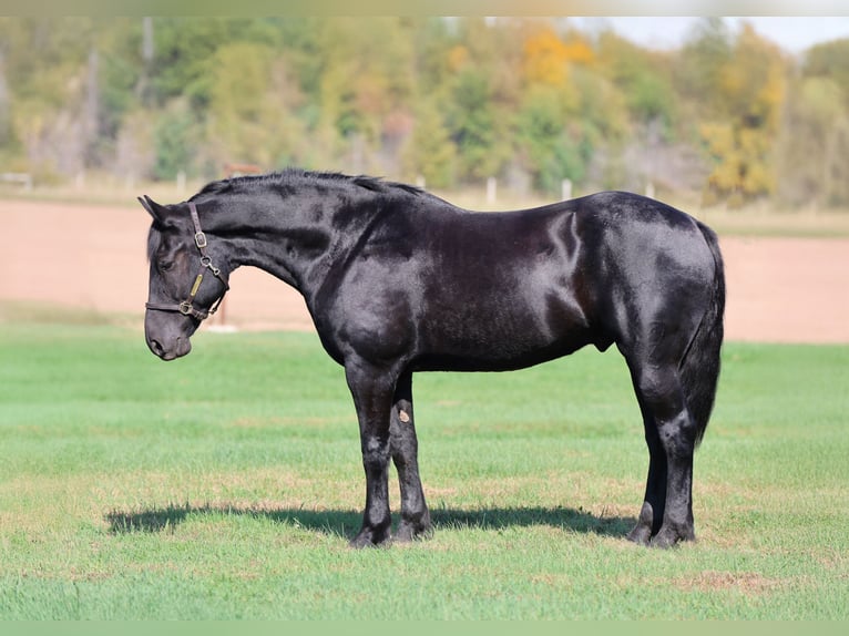 Draft Horse Mix Castrone 6 Anni 170 cm Morello in River Falls Draft Horse Mix Castrone 6 Anni 170 cm Morello in River Falls