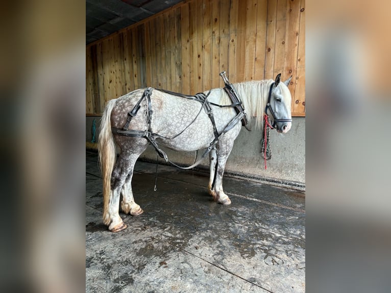 Draft Horse Mix Castrone 6 Anni 173 cm Grigio pezzato in Clearville