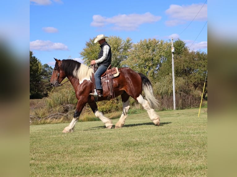 Draft Horse Mix Castrone 6 Anni 173 cm Pezzato in Howell