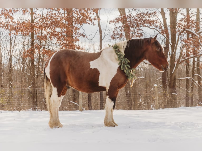Draft Horse Mix Castrone 6 Anni 173 cm Pezzato in Howell
