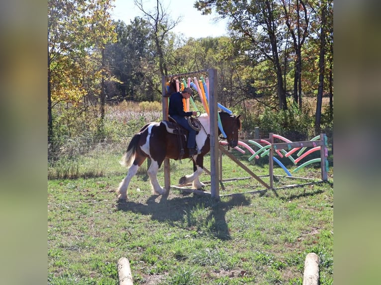 Draft Horse Mix Castrone 6 Anni 173 cm Pezzato in Howell