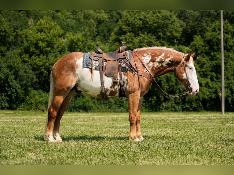 Draft Horse Castrone 6 Anni 173 cm Pezzato in Middletown, OH