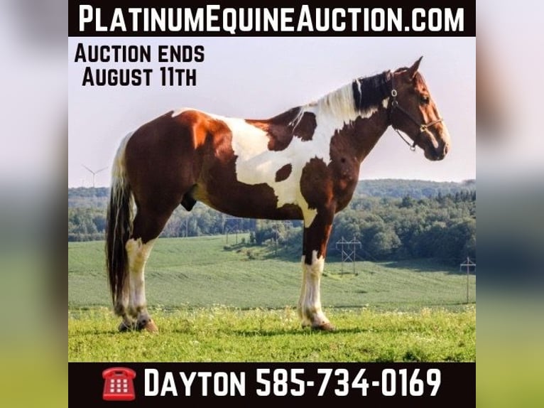 Draft Horse Castrone 6 Anni 173 cm Tobiano-tutti i colori in Warsaw NY