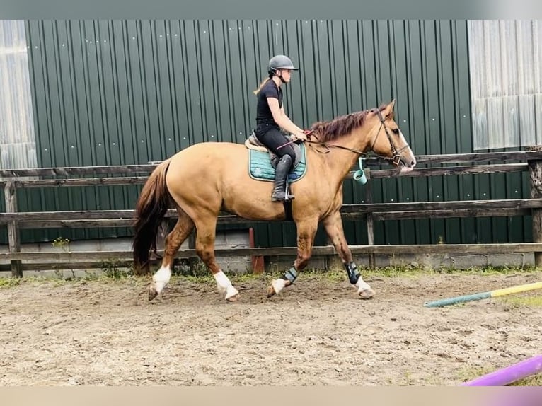 Draft Horse Castrone 6 Anni 175 cm Sauro scuro in Sligo