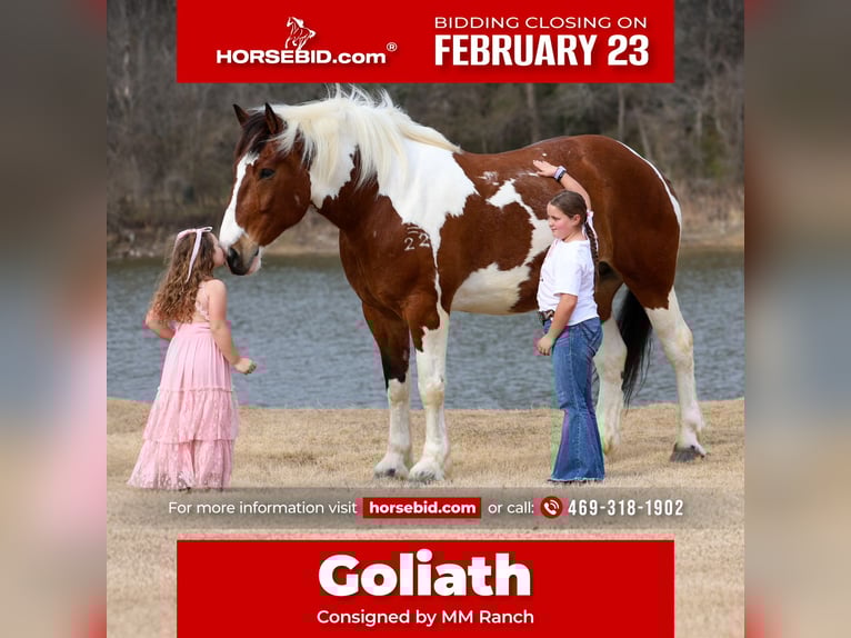 Draft Horse Mix Castrone 6 Anni 183 cm Pezzato in Forney