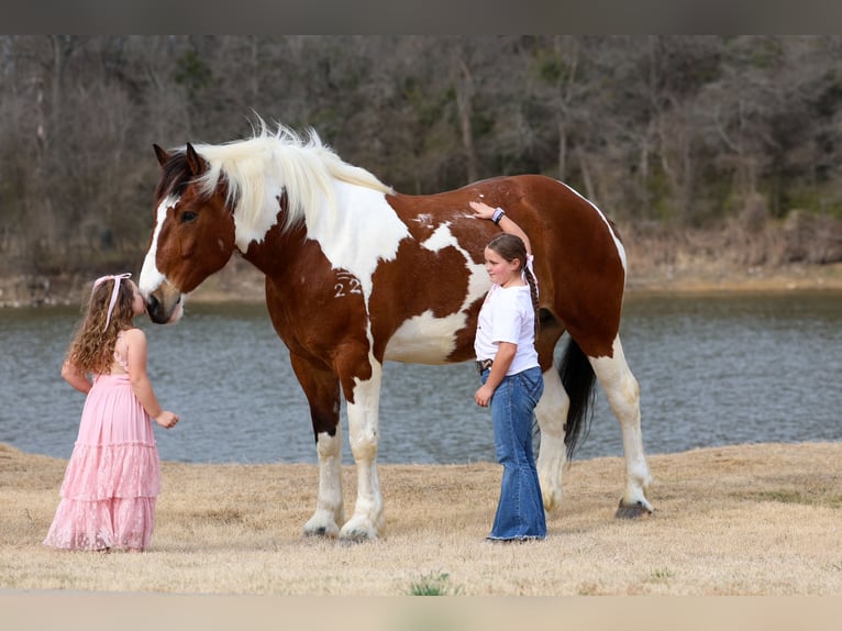 Draft Horse Mix Castrone 6 Anni 183 cm Pezzato in Forney