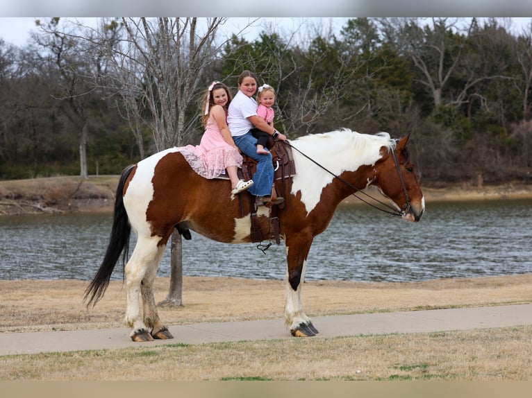 Draft Horse Mix Castrone 6 Anni 183 cm Pezzato in Forney