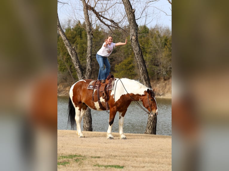 Draft Horse Mix Castrone 6 Anni 183 cm Pezzato in Forney