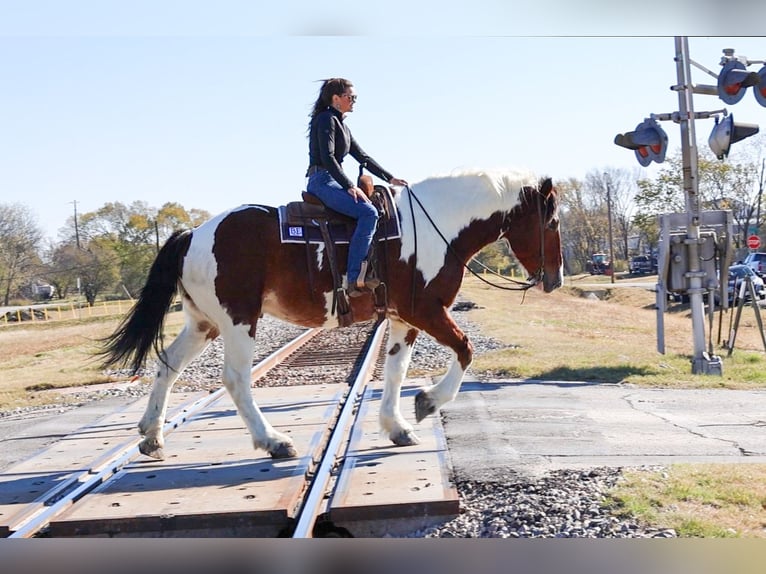 Draft Horse Mix Castrone 6 Anni 183 cm Pezzato in Forney