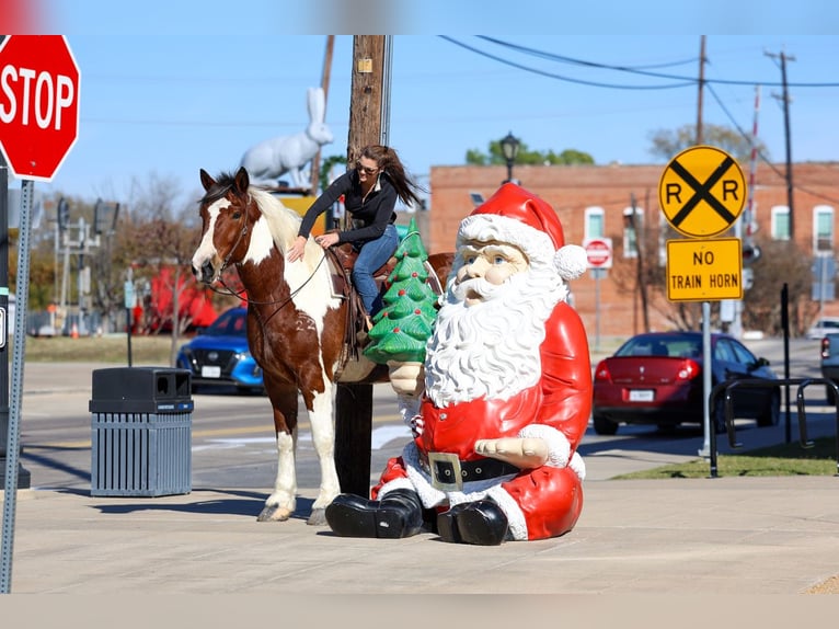 Draft Horse Mix Castrone 6 Anni 183 cm Pezzato in Forney