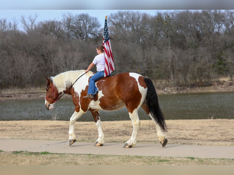 Draft Horse Mix Castrone 6 Anni 183 cm Pezzato in Forney
