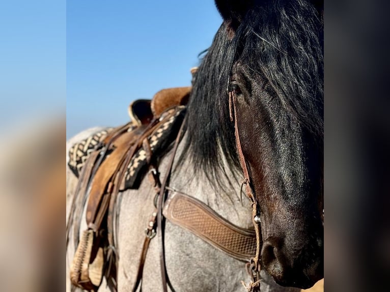 Draft Horse Mix Castrone 6 Anni 183 cm Roano blu in Weatherford