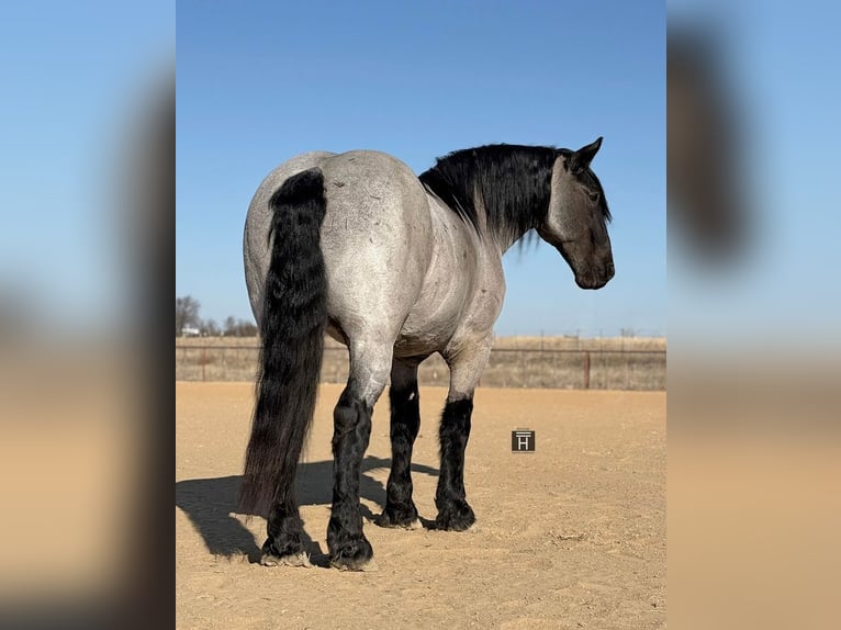 Draft Horse Mix Castrone 6 Anni 183 cm Roano blu in Weatherford