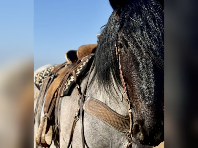 Draft Horse Castrone 6 Anni 183 cm Roano blu in Weatherford