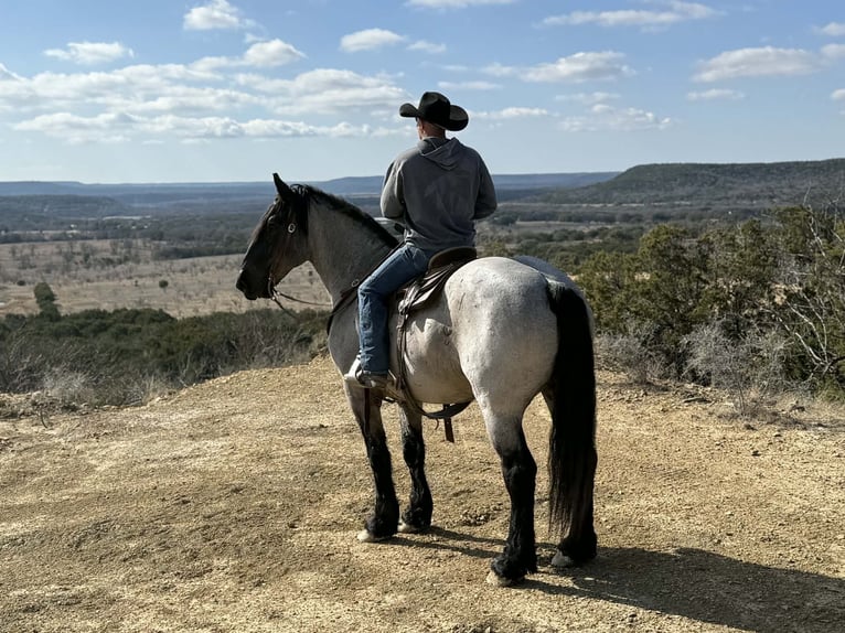 Draft Horse Castrone 6 Anni 183 cm Roano blu in Weatherford
