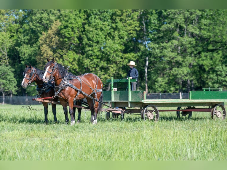Draft Horse Mix Castrone 6 Anni Baio ciliegia in Greenfield