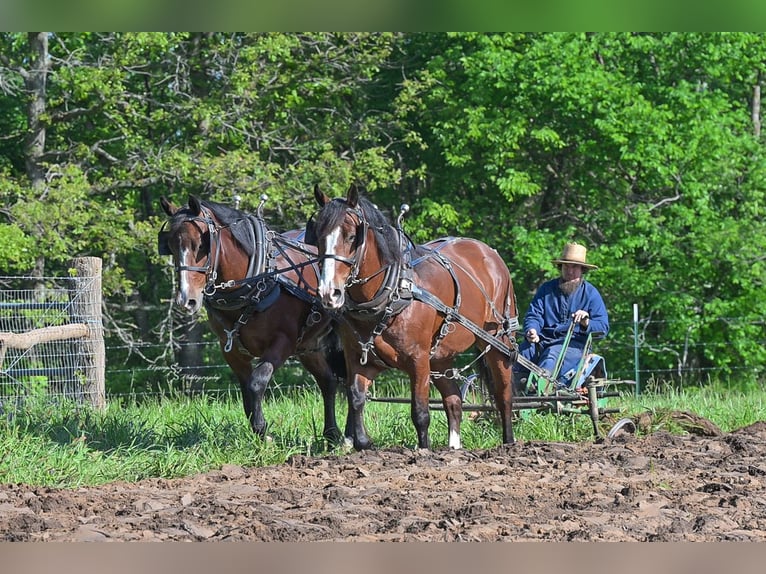 Draft Horse Mix Castrone 6 Anni Baio ciliegia in Greenfield