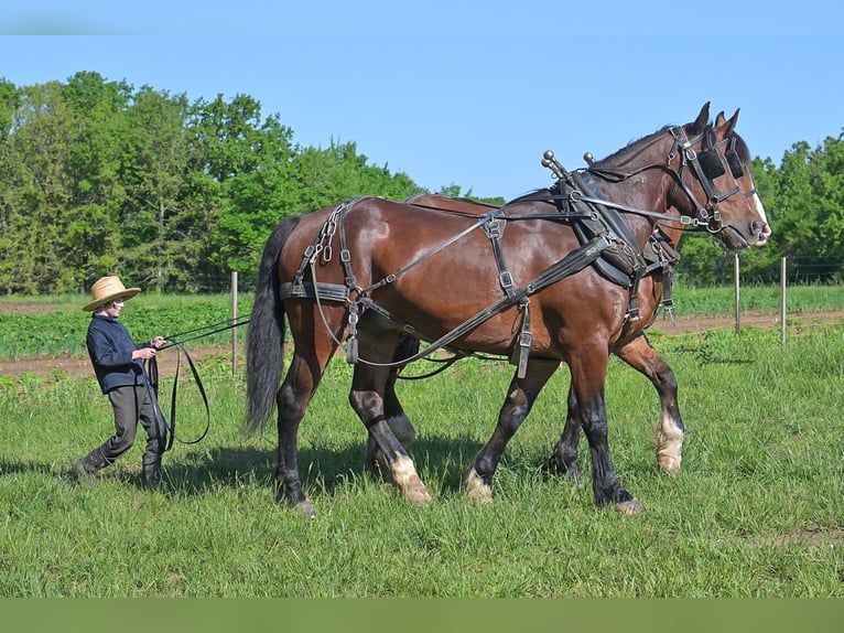 Draft Horse Mix Castrone 6 Anni Baio ciliegia in Greenfield