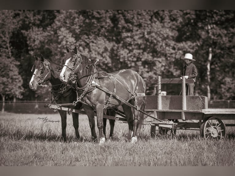 Draft Horse Mix Castrone 6 Anni Baio ciliegia in Greenfield
