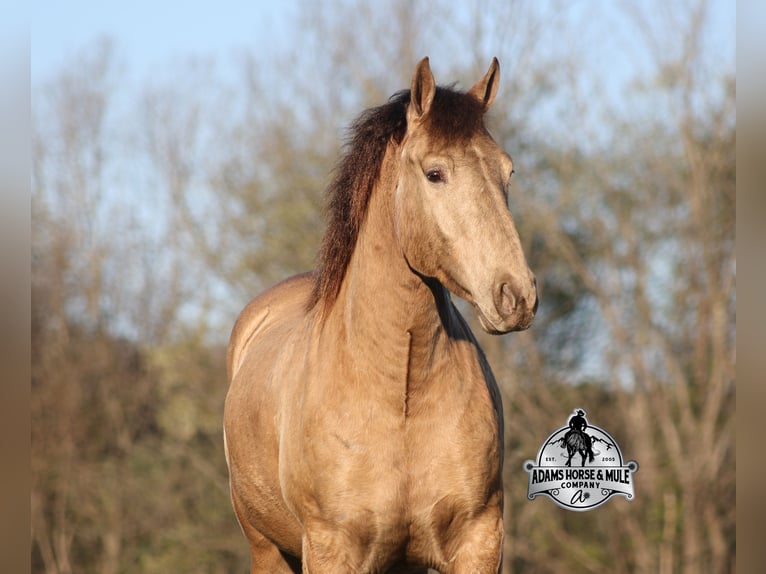 Draft Horse Castrone 6 Anni Champagne in Mount Vernon