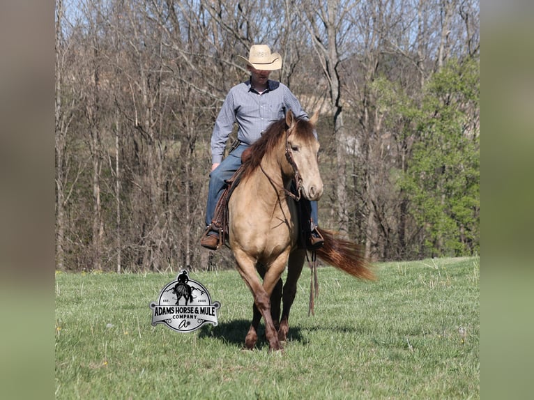 Draft Horse Castrone 6 Anni Champagne in Mount Vernon