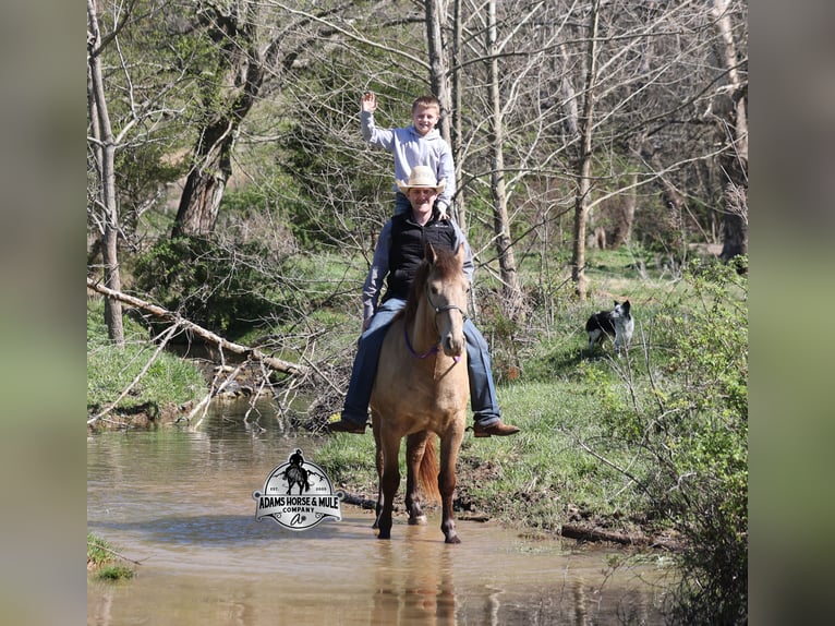 Draft Horse Castrone 6 Anni Champagne in Mount Vernon