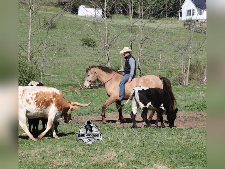 Draft Horse Castrone 6 Anni Champagne in Mount Vernon