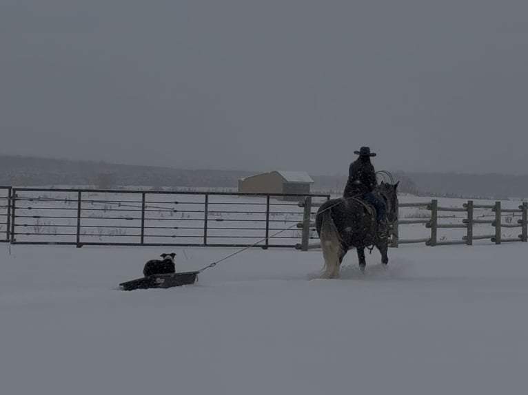 Draft Horse Mix Castrone 6 Anni Grigio in Nevis