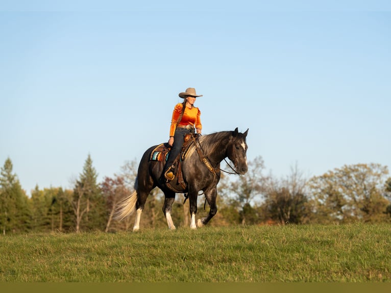 Draft Horse Mix Castrone 6 Anni Grigio in Nevis