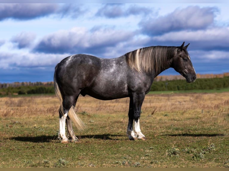 Draft Horse Mix Castrone 6 Anni Grigio in Nevis