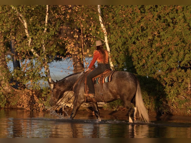 Draft Horse Mix Castrone 6 Anni Grigio in Nevis