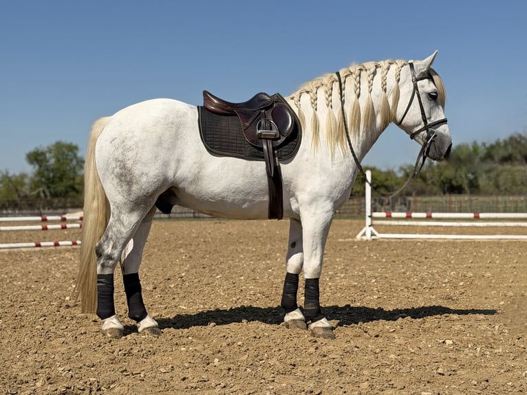 Draft Horse Mix Castrone 6 Anni Grigio in Weatherford