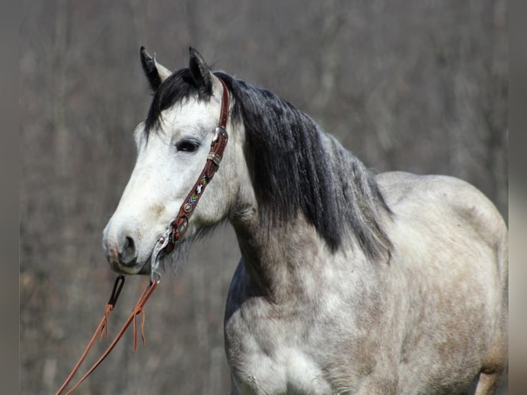 Draft Horse Castrone 6 Anni Grigio pezzato in Mount vernon Ky