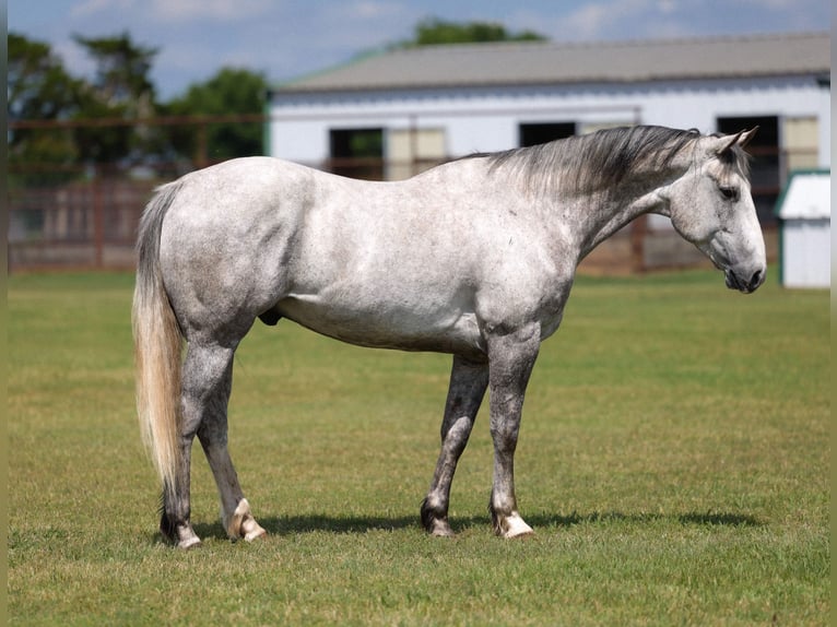 Draft Horse Mix Castrone 6 Anni Grigio in Ripley