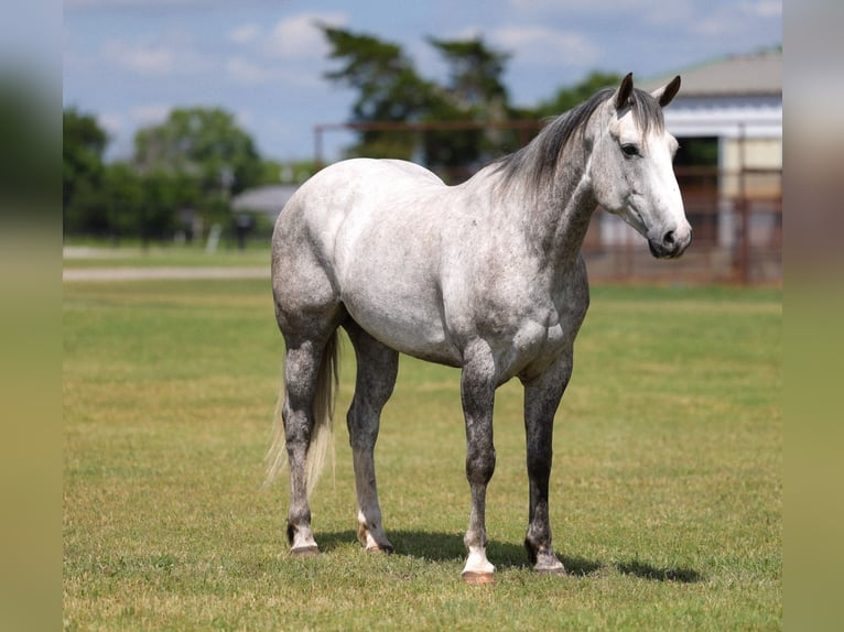 Draft Horse Mix Castrone 6 Anni Grigio in Ripley