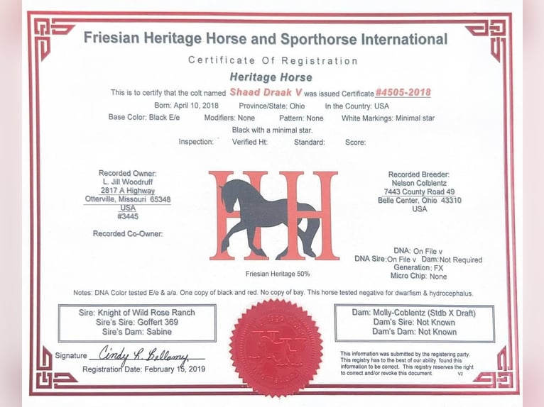 Draft Horse Castrone 6 Anni Morello in Sweet springs MO